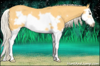 Horse Color:Palomino Splash Frame Rabicano