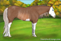 Horse Color:Chestnut Splash Rabicano 