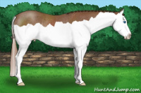 Horse Color:Chestnut Splash Rabicano 