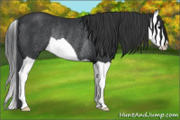 Horse Color:Brown Splash Rabicano 