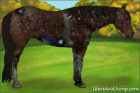 Horse Color:ERROR: UNKNOWN ANOMALY