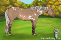 Horse Color:White Spotted Silver Bay Dun