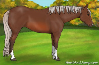 Horse Color:Silver Bay 