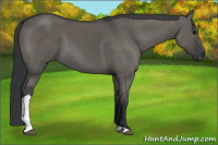 Horse Color:Grullo Tobiano 