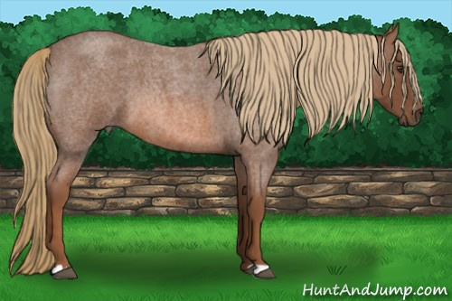 Horse Color: Liver Red Roan 