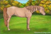 Horse Color:Gold Champagne 
