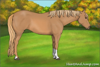 Horse Color:Chestnut Tobiano Rabicano 