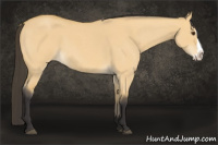 Horse Color:Buckskin Roan Dun Splash 