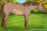 Horse Color:Red Dun 