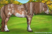 Horse Color:White Spotted Chestnut Frame 