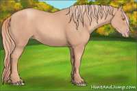 Horse Color:Gold Champagne 