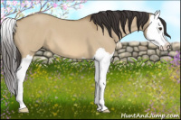 Horse Color:Buckskin Roan Dun Splash