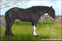 Horse Color:Smoky Black 