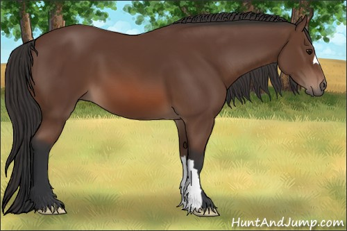 Horse Color: Bay 