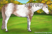 Horse Color:White Spotted Chestnut 
