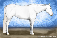 Horse Color:Perlino Appaloosa