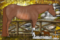 Horse Color:Chestnut Rabicano