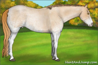 Horse Color:White Spotted Red Roan Pearl Rabicano