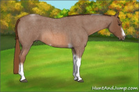 Horse Color:Red Roan Tobiano Frame