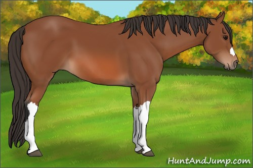 Horse Color: Bay 