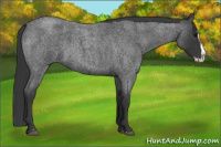 Horse Color:Blue Roan Splash 