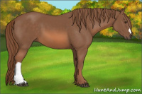 Horse Color:Liver Chestnut 