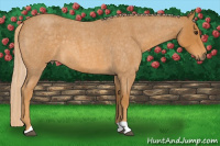Horse Color:Palomino Roan 