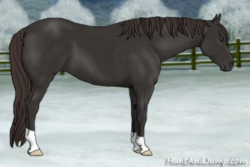 Horse Color: Liver Chestnut 