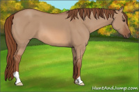 Horse Color:Red Dun 