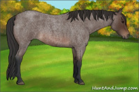 Horse Color:Brown Roan