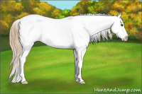 Horse Color:Chestnut Splash Appaloosa 