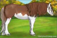 Horse Color:Chestnut Splash 