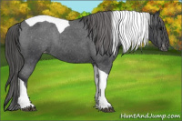 Horse Color:Black Tobiano Appaloosa Rabicano 