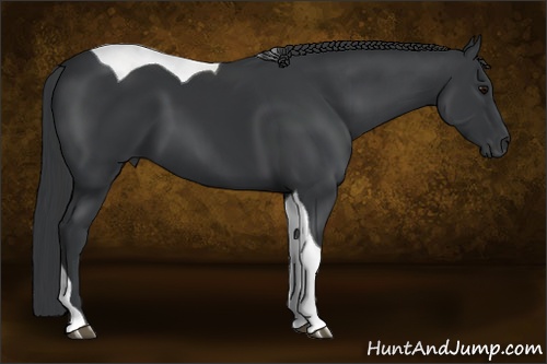 Horse Color: Black Tobiano 