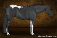 Horse Color:Black Tobiano 