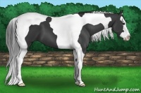 Horse Color:Black Splash Tobiano 