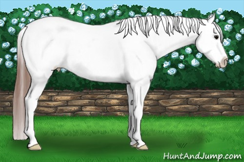 Horse Color: Black Blanket 