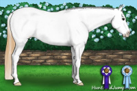 Horse Color:Smoky Black Appaloosa 