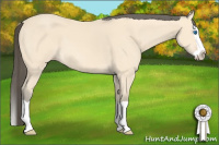 Horse Color:Amber Cream Champagne Splash 