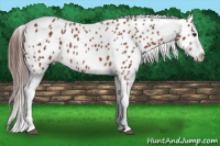 Horse Color:Bay Appaloosa 