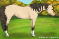 Horse Color:Buckskin Dun 