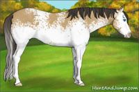 Horse Color:White Spotted Buckskin Sabino Splash 