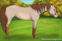 Horse Color:Red Dun Splash 