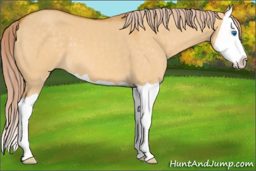 Horse Color: Palomino Dun Splash 
