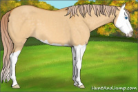 Horse Color:Palomino Dun Splash 