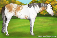 Horse Color:Gray White Spotted Amber Cream Champagne Splash 