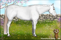 Horse Color:Red Roan Splash Appaloosa 