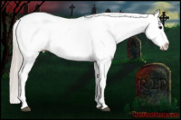 Horse Color:Silver Blue Roan Splash Near Leopard 