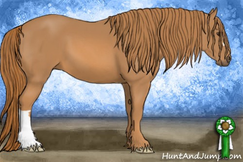 Horse Color: Chestnut 