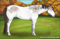 Horse Color:White Spotted Classic Champagne Tobiano